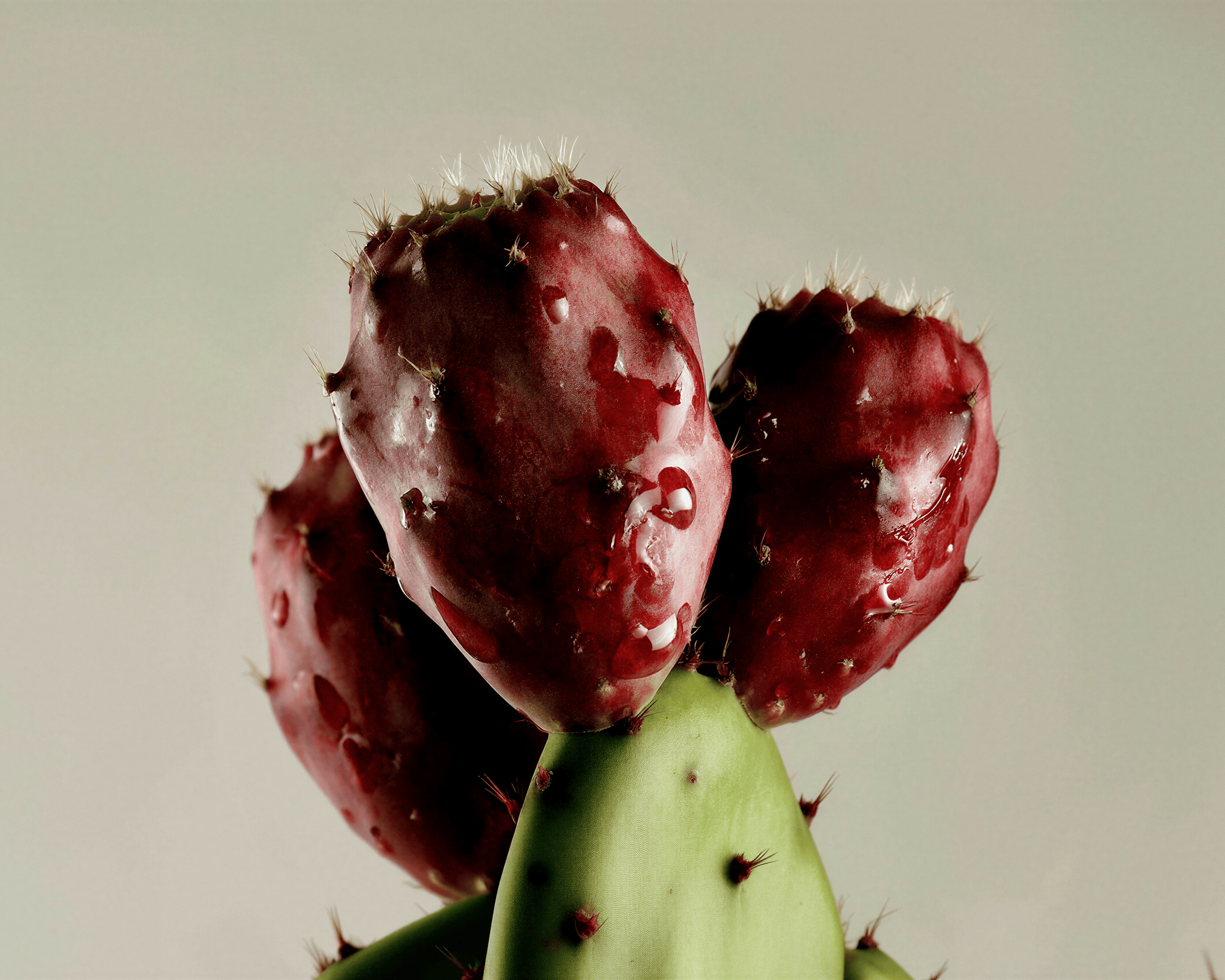 Prickly pear cactus with ripe red fruit — key ingredient in Blanchard Skincare's Prickly Pear HA Daily Moisturizer